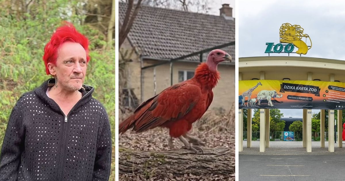 Sęp miłości zamieszkał w zoo. Michał Wiśniewski komentuje