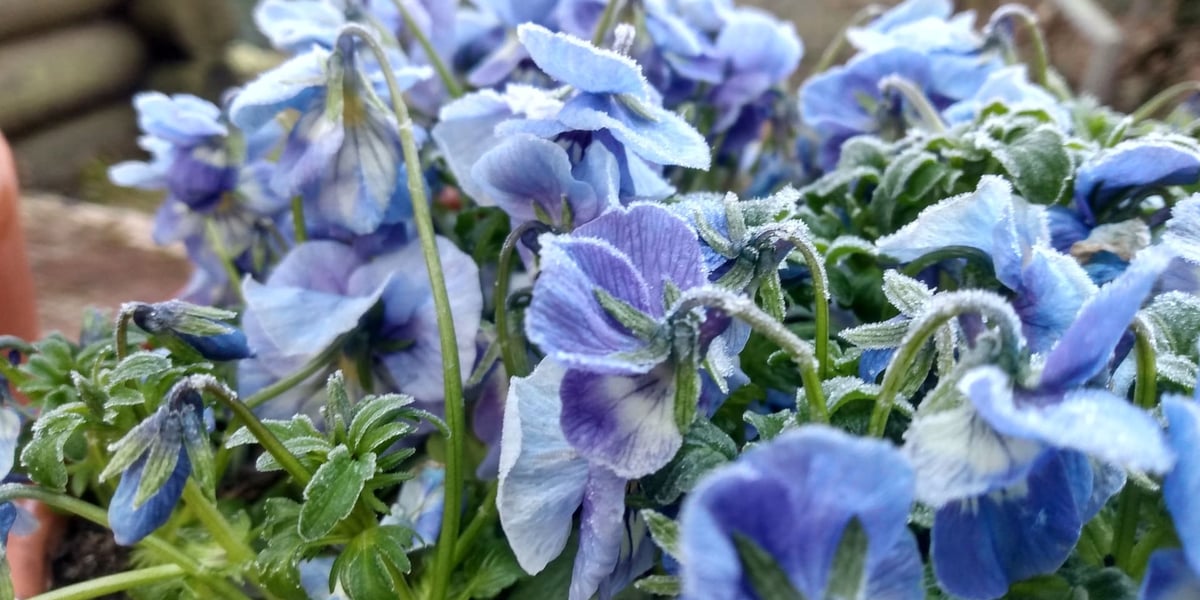 Uważajcie, w nocy będą przymrozki. Ostrzeżenie IMGiW