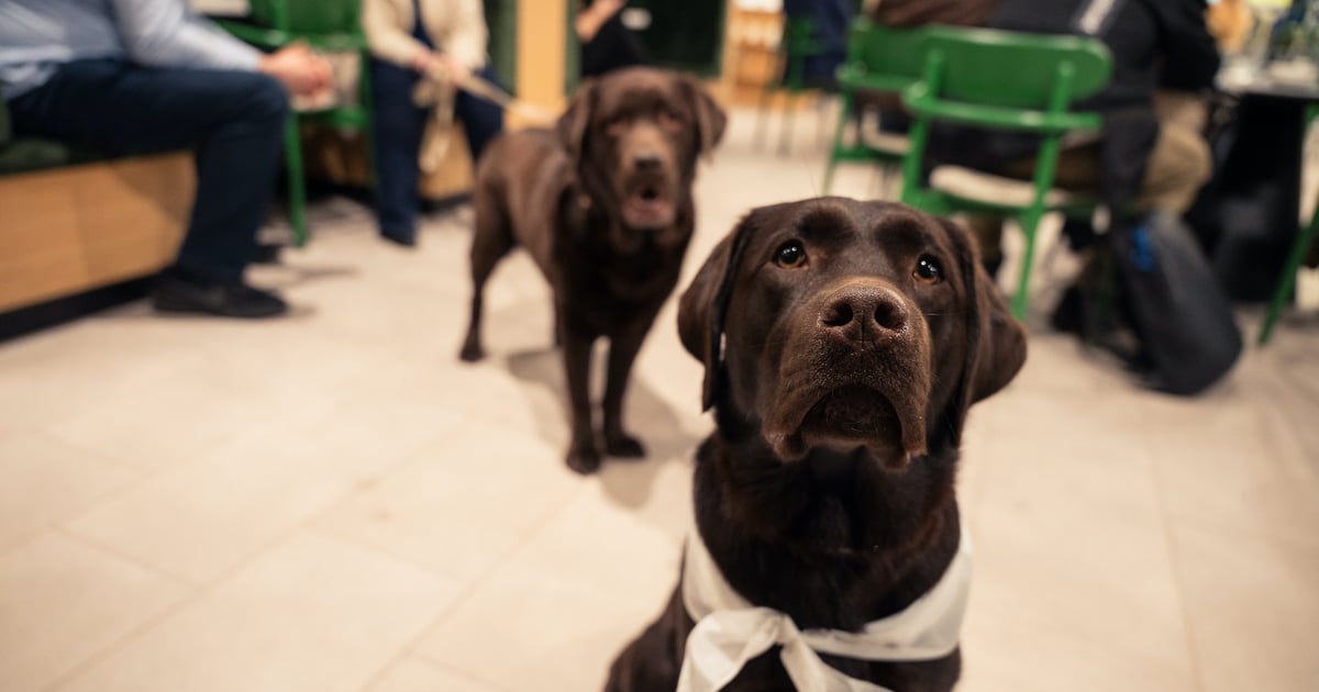 Biura przyszłości z psami? Dziś we Wrocławiu rusza debata