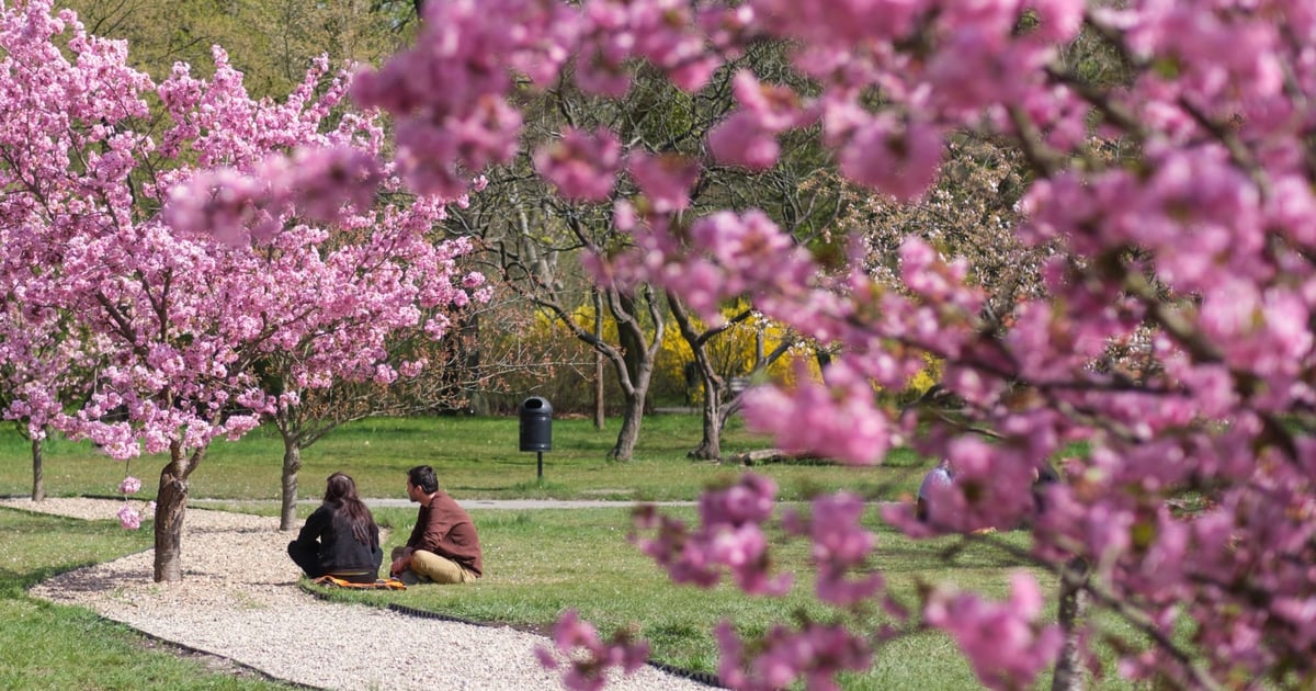 Ależ tu pięknie! Zachwycająca Aleja Sakur w Parku Szczytnickim