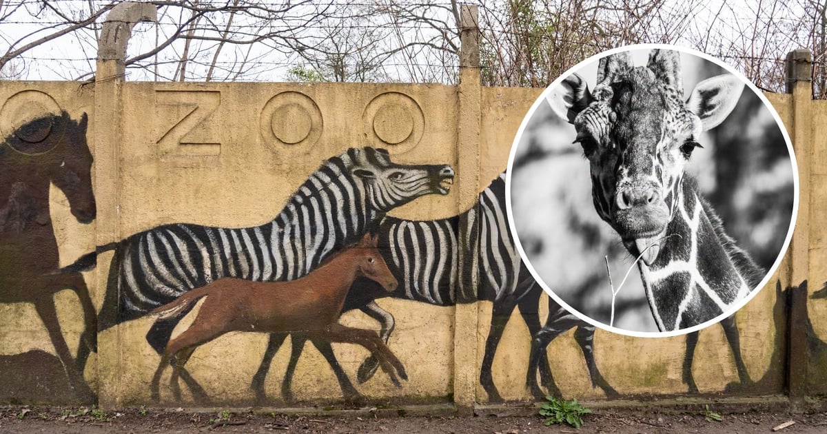 Smutny dzień w zoo. Odszedł Rafiki najstarszy samiec żyrafy siatkowanej