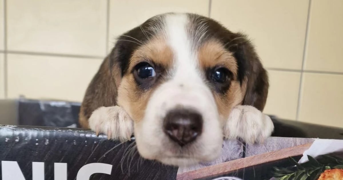 Niedługo będą szukać domu. Te szczeniaki są przesłodkie! | FILM, ZDJĘCIA