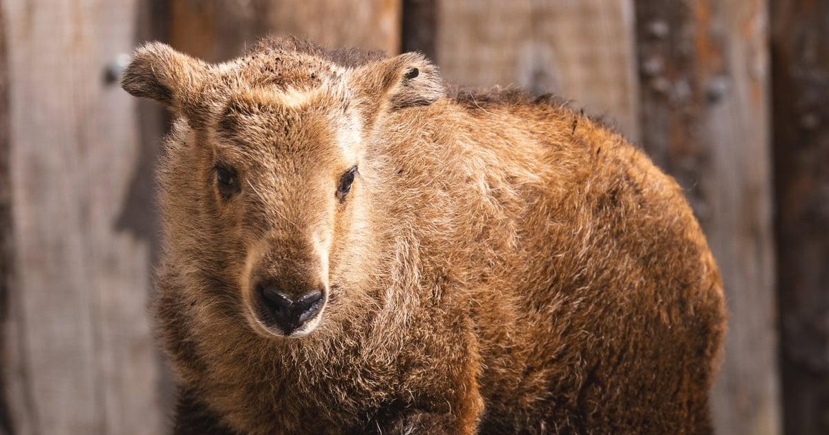 Poznajcie młodziutką samiczkę takina złotego z naszego zoo | ZDJĘCIA