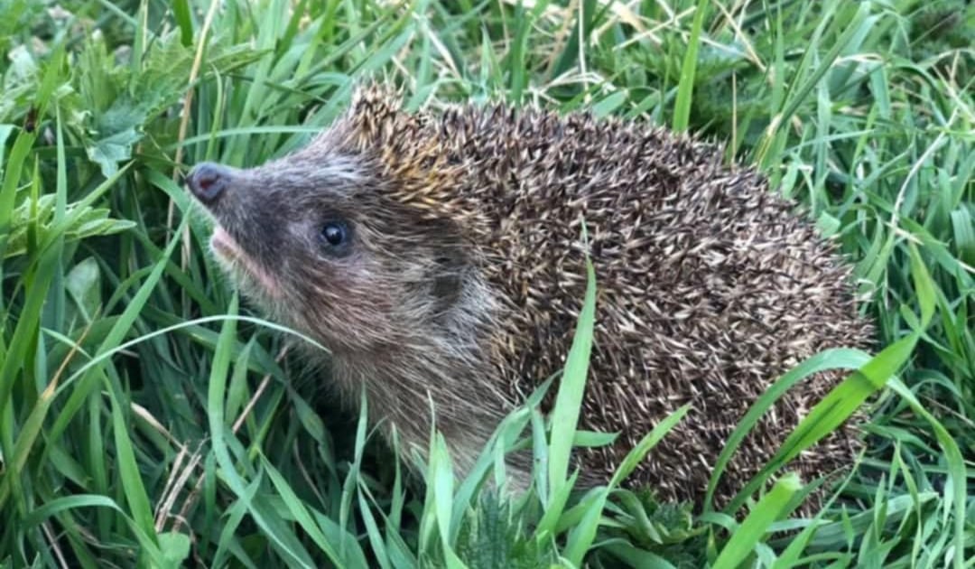 Zaadoptuj jeża we Wroclavii. W Dzień Ziemi odkryjecie tajemnice wrocławskich parków