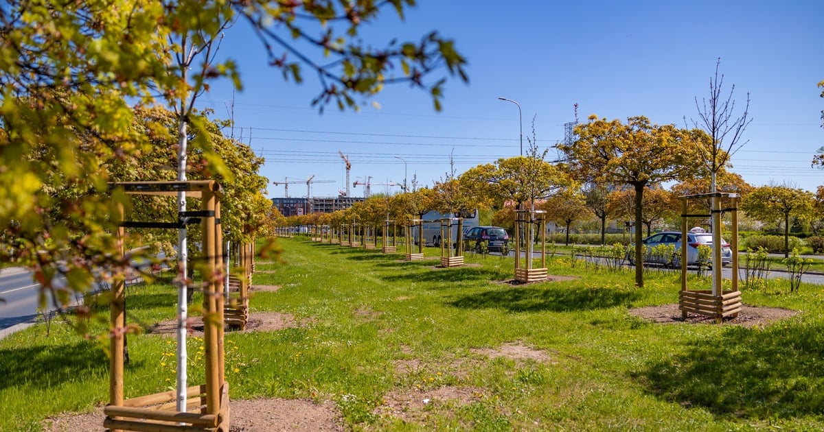 Gdy te 600 drzew urośnie, to nie będzie zwykła aleja, ale dżungla