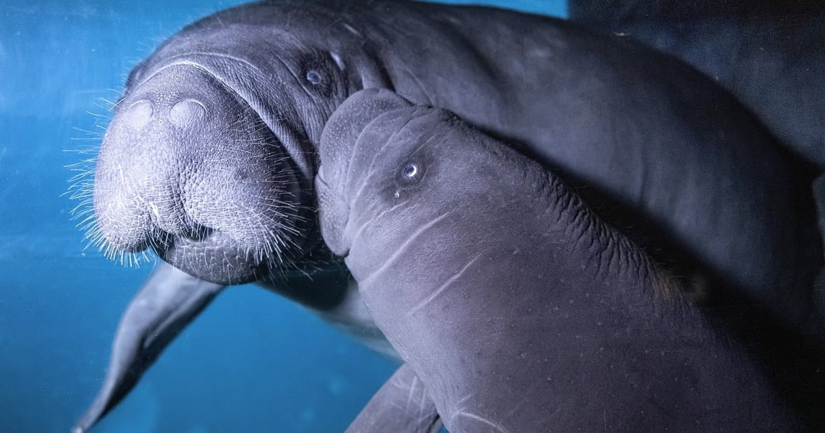Aluś dołączył do Ambrożego. Oba manaty z wrocławskiego zoo są już w Belgii