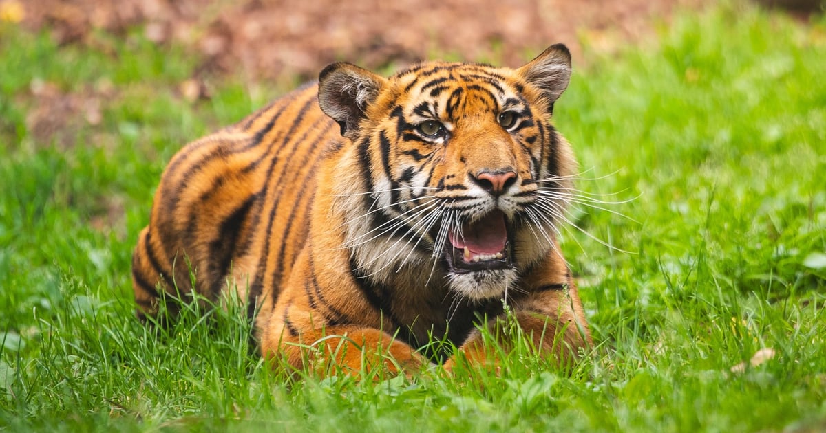 Zoo zaprasza na pożegnanie z jednym z tygrysów-czworaczków