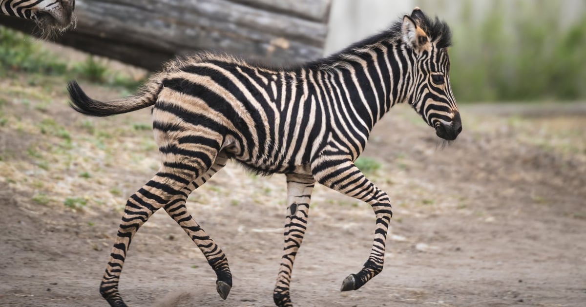 Banan w paski i z irokezem. Poznajcie kolejną młodą zebrę z wrocławskiego zoo | ZDJĘCIA