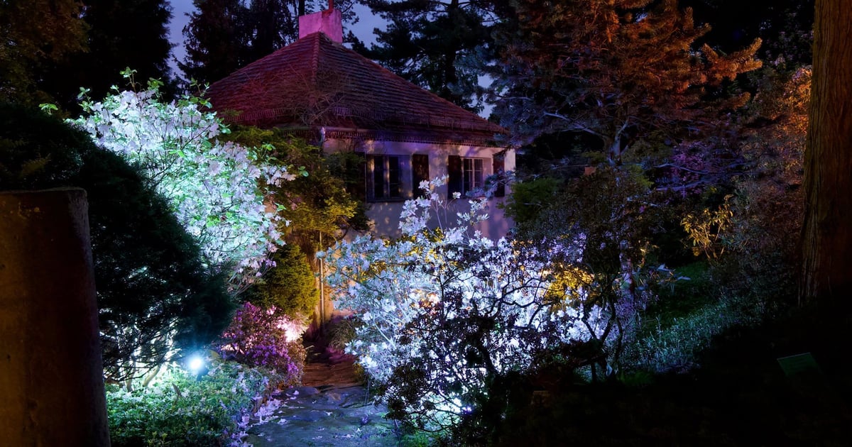 Pomysł na weekend: Iluminacje Różaneczników w Arboretum Wojsławice