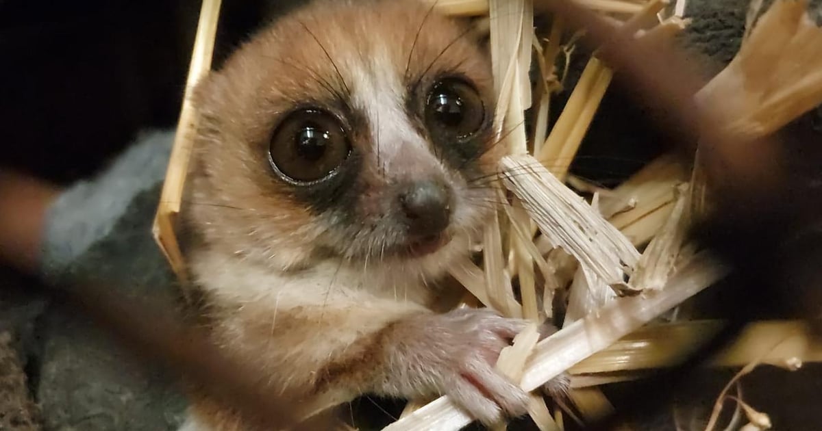 ZOO: „Czy te oczy mogą kłamać?” Poznajcie mikruska z Pragi