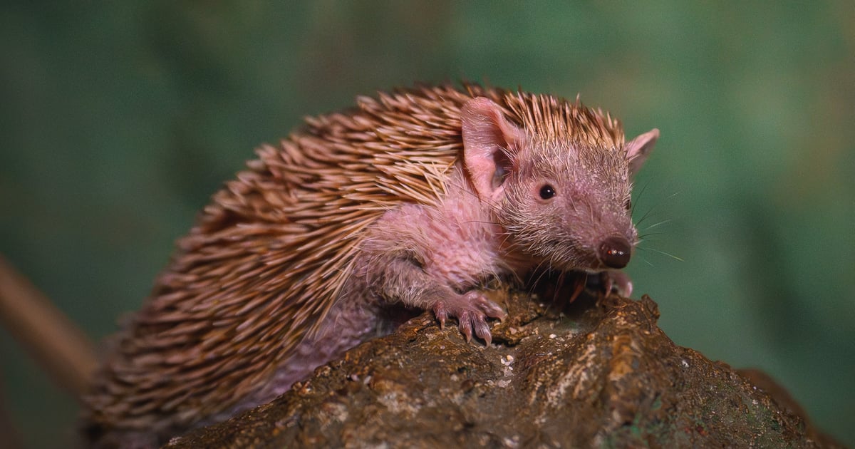 ZOO: Wygląda jak jeż, ale bliżej jej do… słonia. W dodatku chodzi po drzewach!