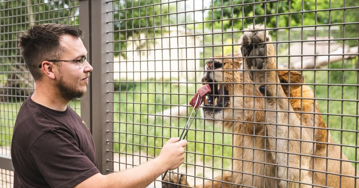 Zostań opiekunem lwów i tygrysów! Wrocławskie zoo rekrutuje