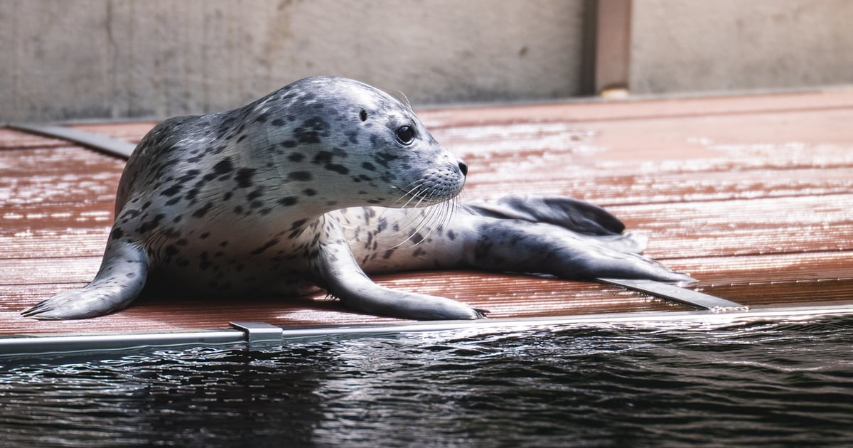 „Urodził się, a pół godziny później już śmigał w basenie!” Mako to najmłodsza foka w zoo | FILM, ZDJĘCIA