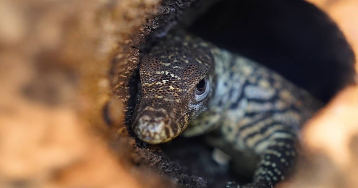 Mamy smoka! W ZOO Wrocław wykluł się – jako pierwszy w Polsce! – waran z Komodo