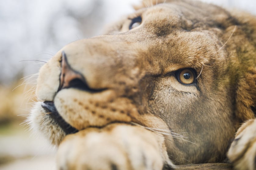 Podróż życia do Tanzanii? Możesz ją wygrać odwiedzając wrocławskie zoo
