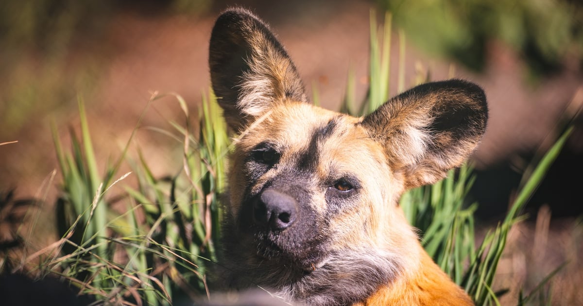 ZOO Wrocław: Likaon Eddie został przyjęty do stada jak król | FILM, ZDJĘCIA
