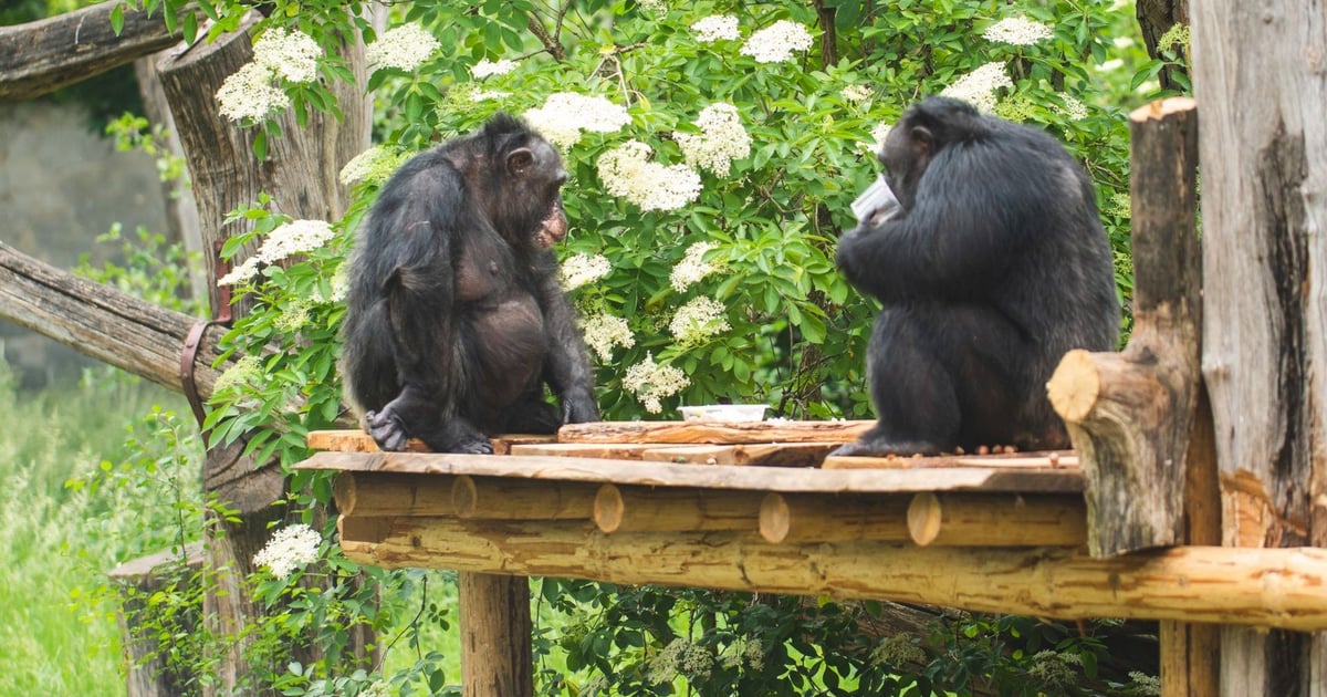 Modernizacja w Pawilonie Małp Człekokształtnych w zoo. A gdzie szympansy?