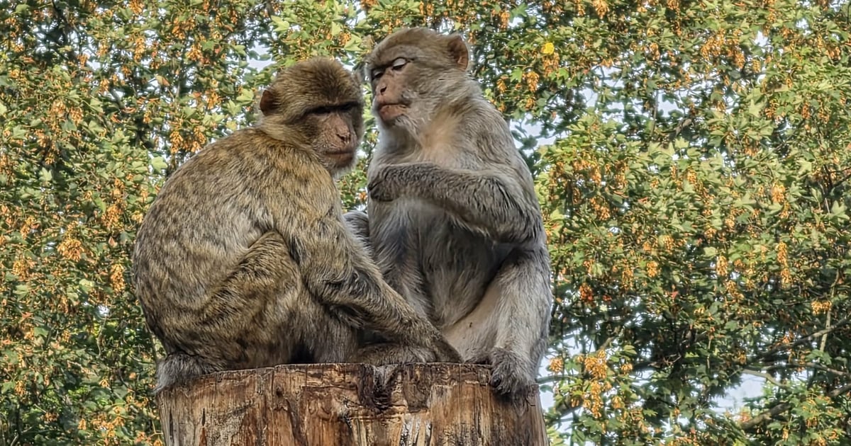 Zajrzyjcie z nami na wybieg magotów w ZOO Wrocław | ZDJĘCIA Z DRONA
