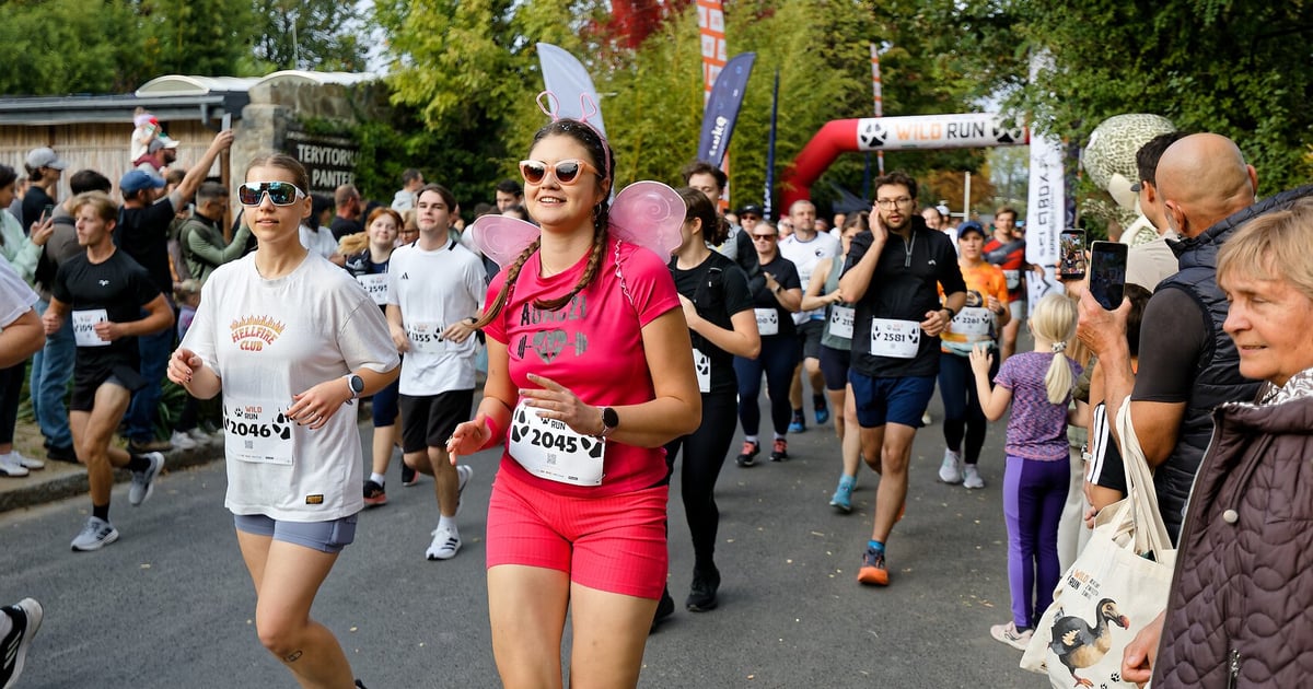 „Mamy absolutny rekord”. ZOO Wrocław podsumowało jubileuszowy Wild Run