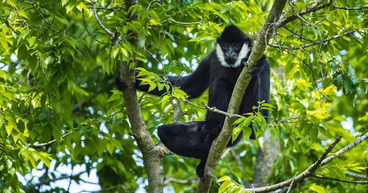 Huśtają się, szybują i... śpiewają. Gibony z ZOO Wrocław mają święto