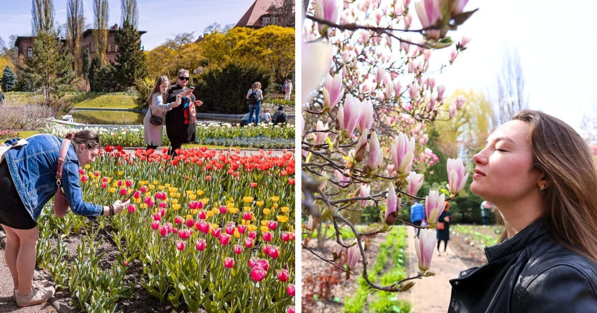 Festiwal Magnolii i Tulipanów w Ogrodzie Botanicznym [TERMINY, PROGRAM]