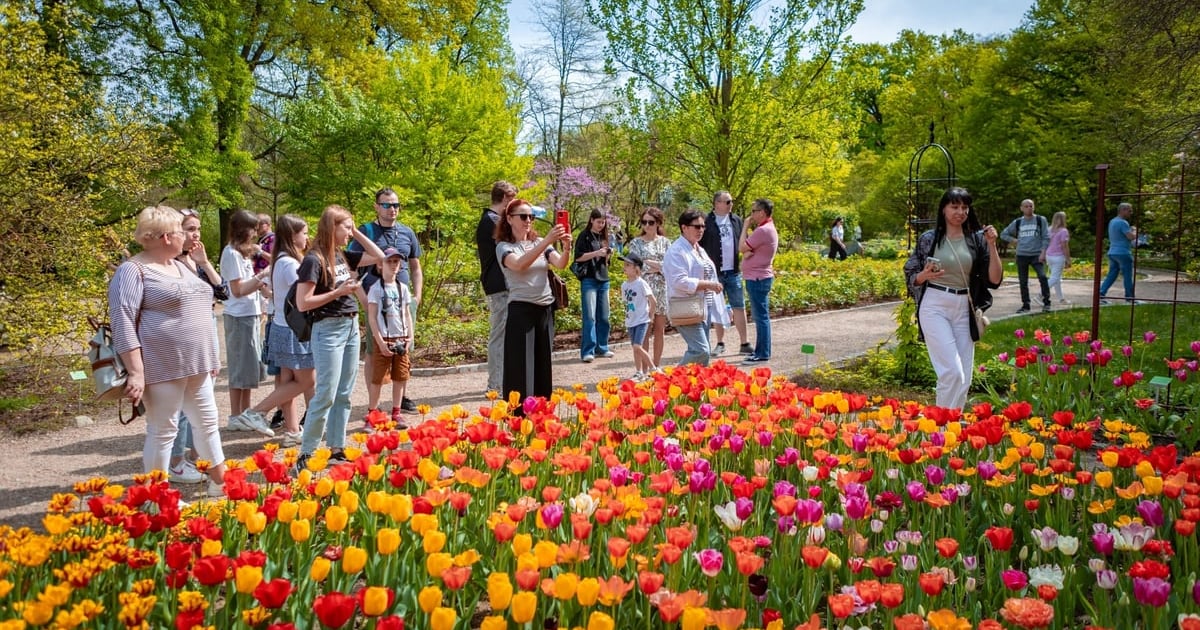Festiwal Tulipanów w Ogrodzie Botanicznym już w najbliższą sobotę
