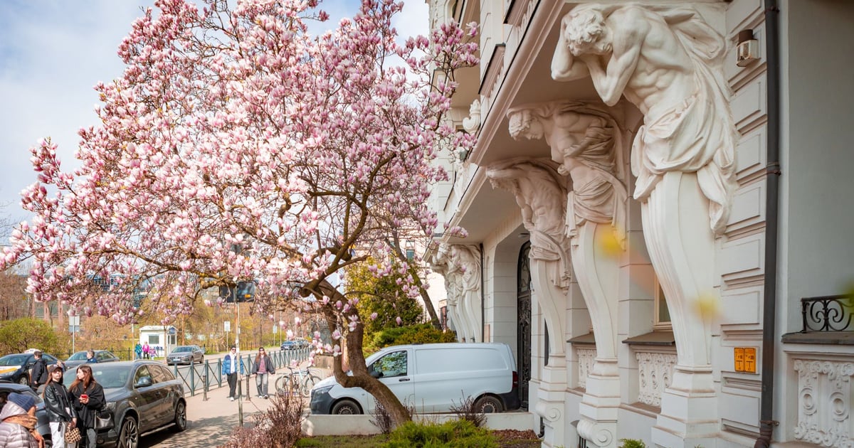 Jest przepiękna i przyciąga tłumy! Słynna magnolia na Podwalu zakwitła