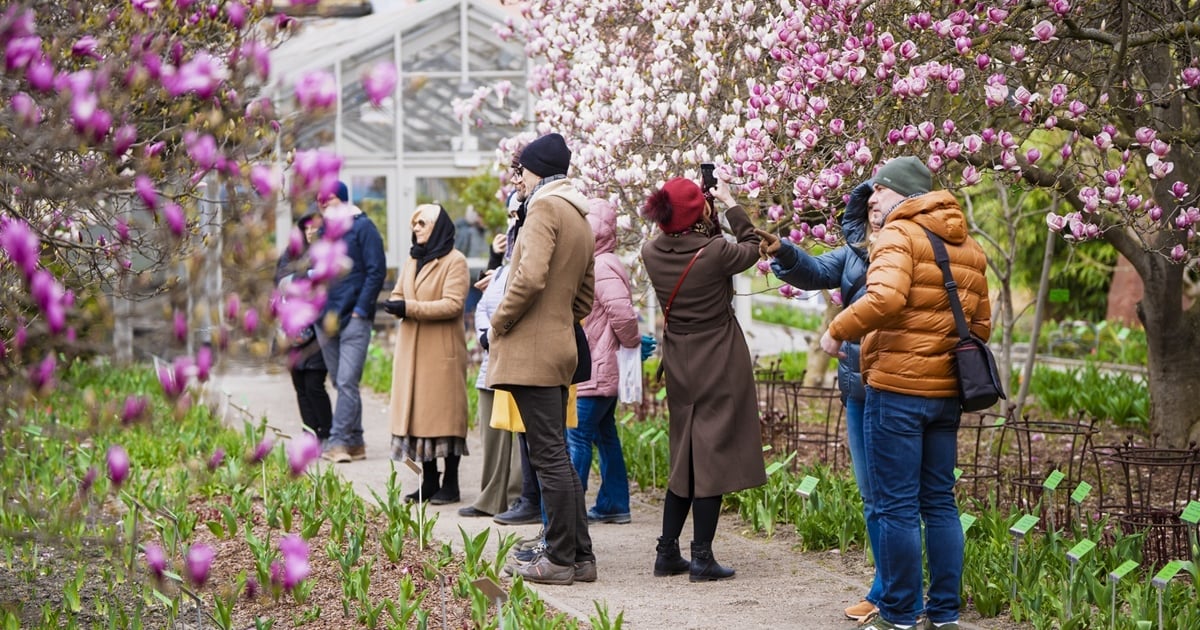 Festiwal Magnolii w Ogrodzie Botanicznym. Magnolie kwitną, jak oszalałe!