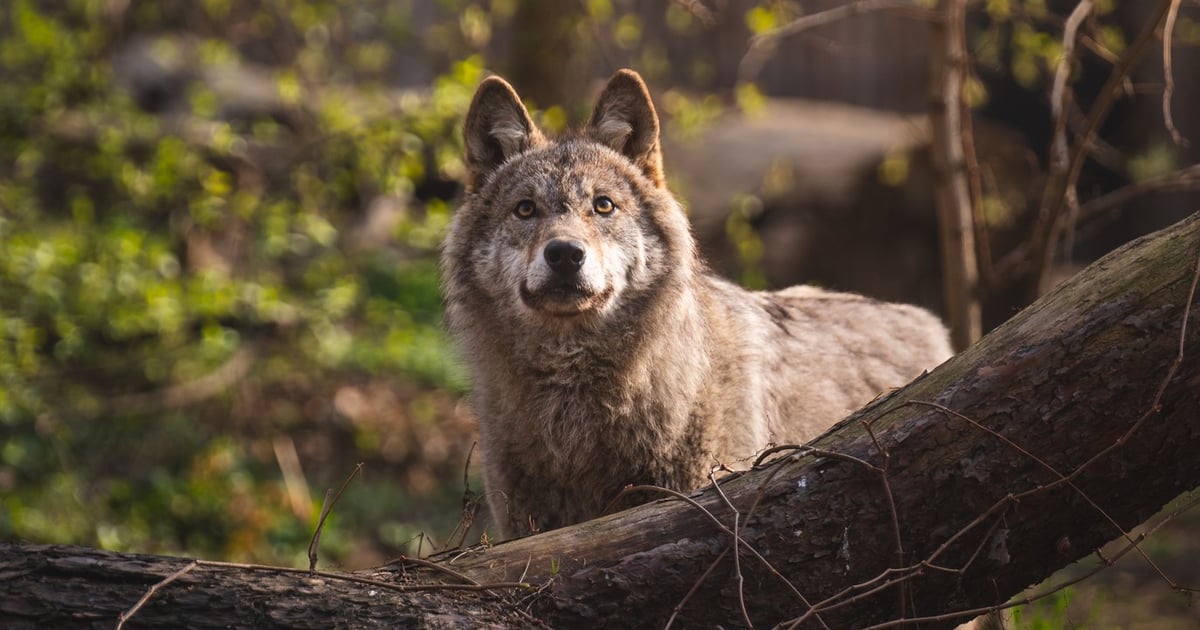 Oto Miłek z wrocławskiego zoo. Poznajcie jego historię | ZDJĘCIA