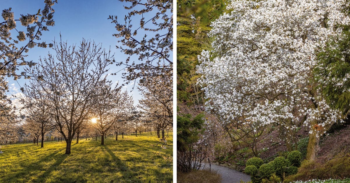Arboretum Wojsławice w wiosennej odsłonie. W niedzielę otwarcie sezonu