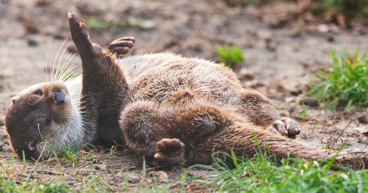 Zoo w Wielkanoc | GODZINY OTWARCIA, SZCZEGÓŁY