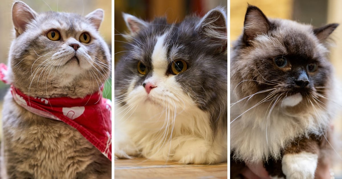 Kocie Piękności Wrocławia 2025 odebrały nagrody [ZDJĘCIA]