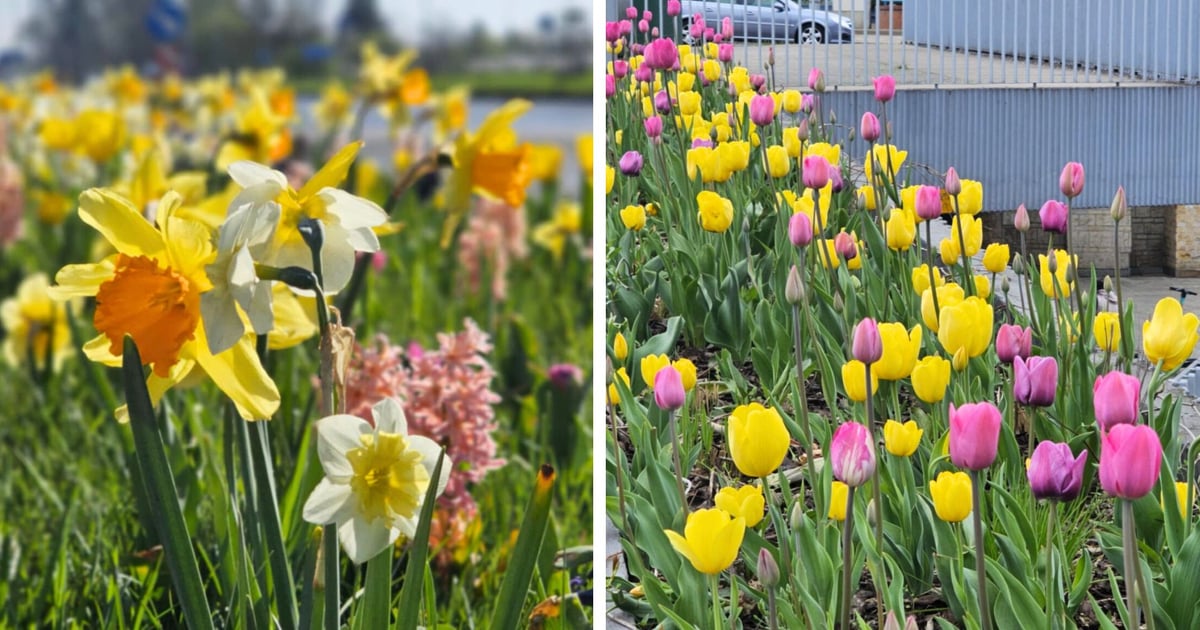 Wiosennie i kolorowo! Wrocław pięknie udekorowany na święta [ZDJĘCIA]