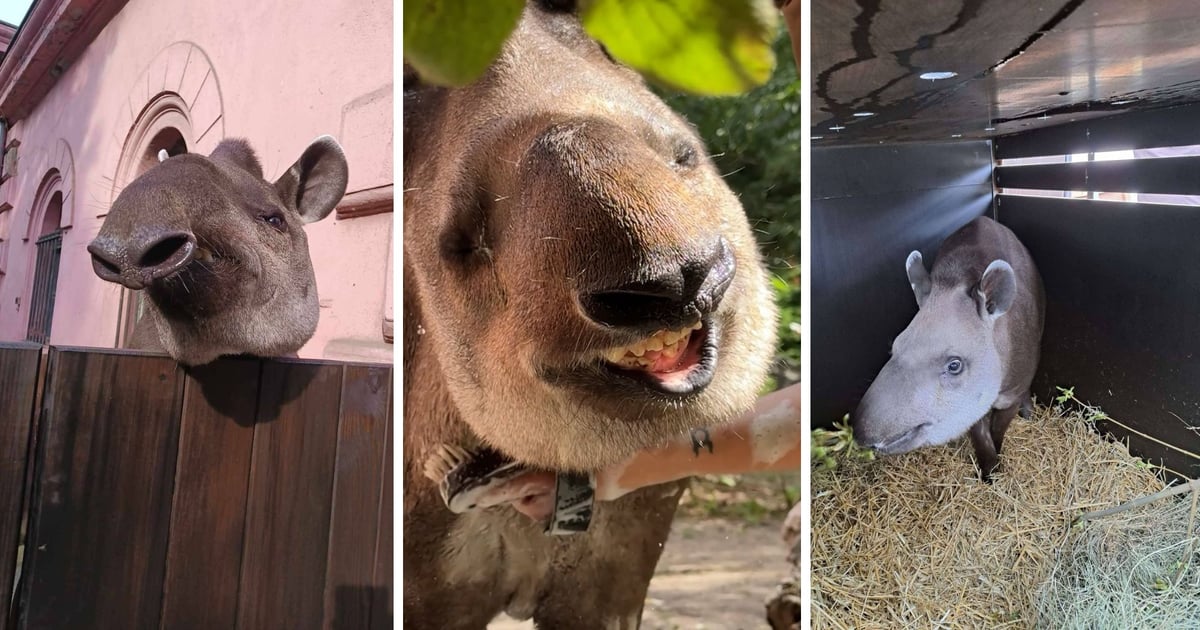 Tapirzyca Sara z zoo pojechała do Francji. Tam być może założy rodzinę