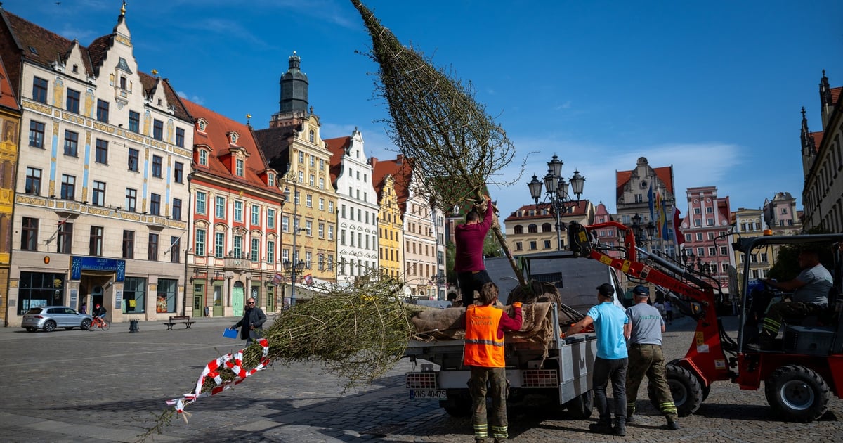 Rynek bardziej zielony. Posadzono nowe drzewa [ZDJĘCIA]