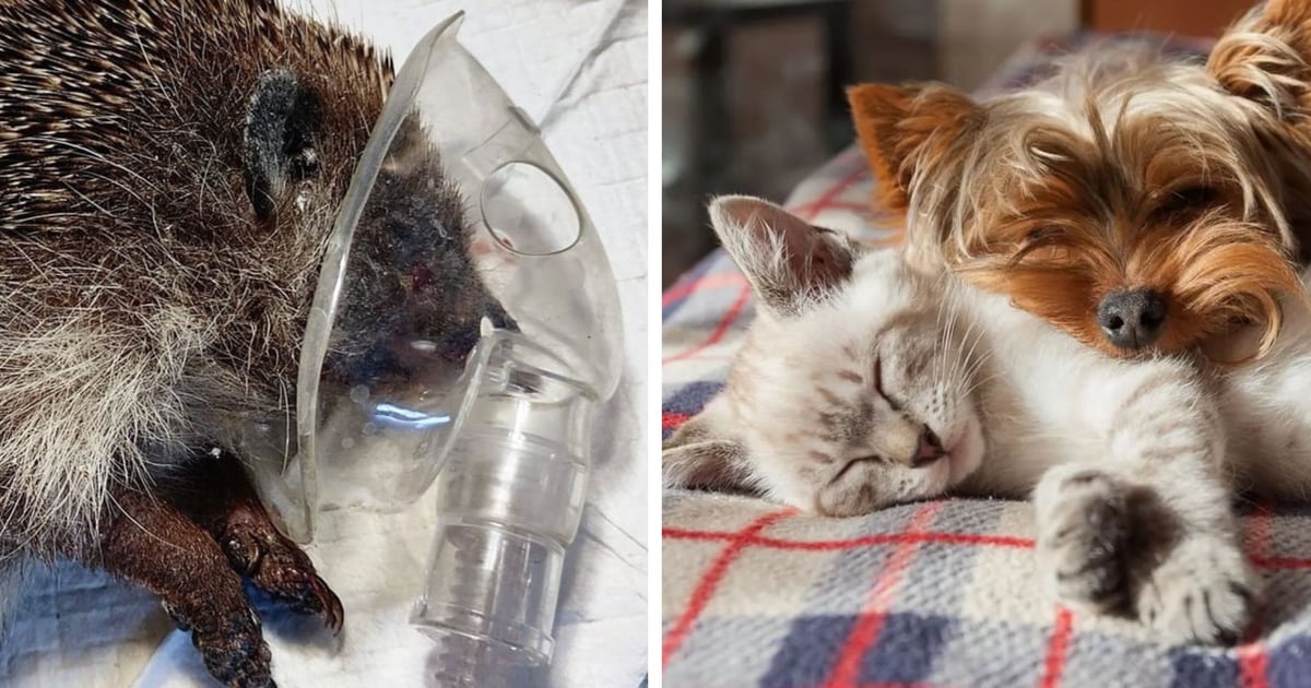 Gdzie szukać pomocy dla zwierzęcia w święta?