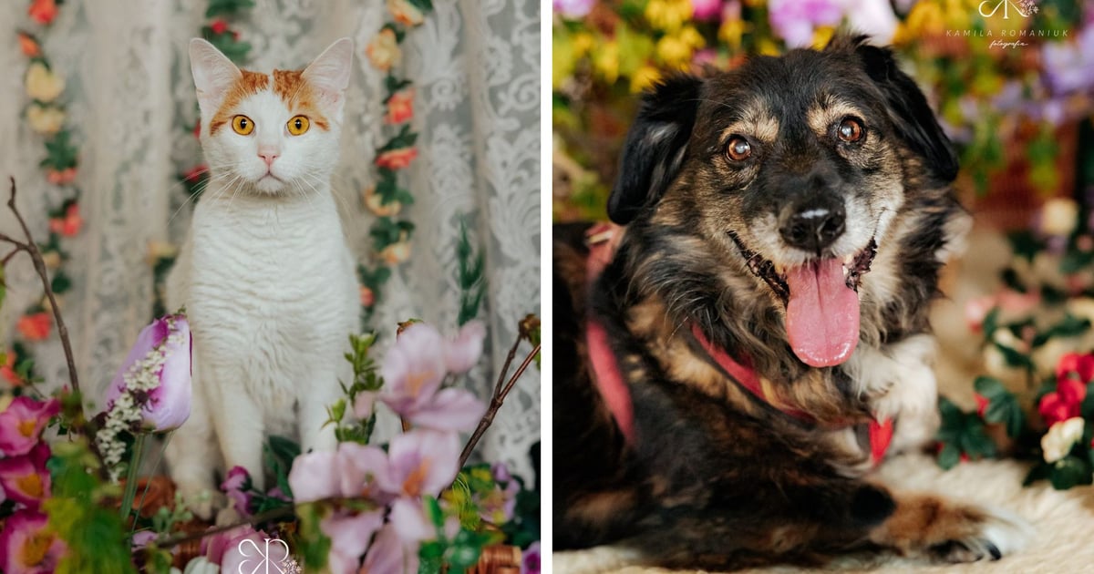 Psy i koty z wrocławskiego schroniska w wiosennej sesji [ZDJĘCIA]