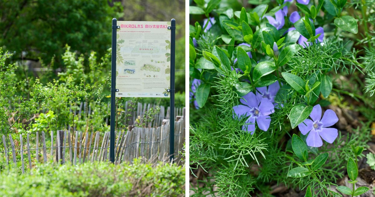 Wrocławski mikrolas Miyawaki żyje i jest pełen owadów!
