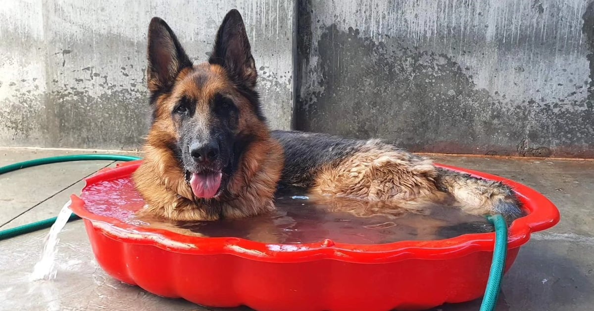 Pomóż Maksowi i jego kumplom przetrwać lato. Podaruj mini basen