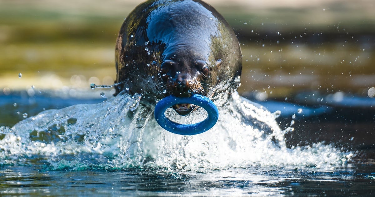 O bańkach mydlanych, oponach i perfumach, czyli w co (i po co) się bawią zwierzęta w zoo | GALERIA