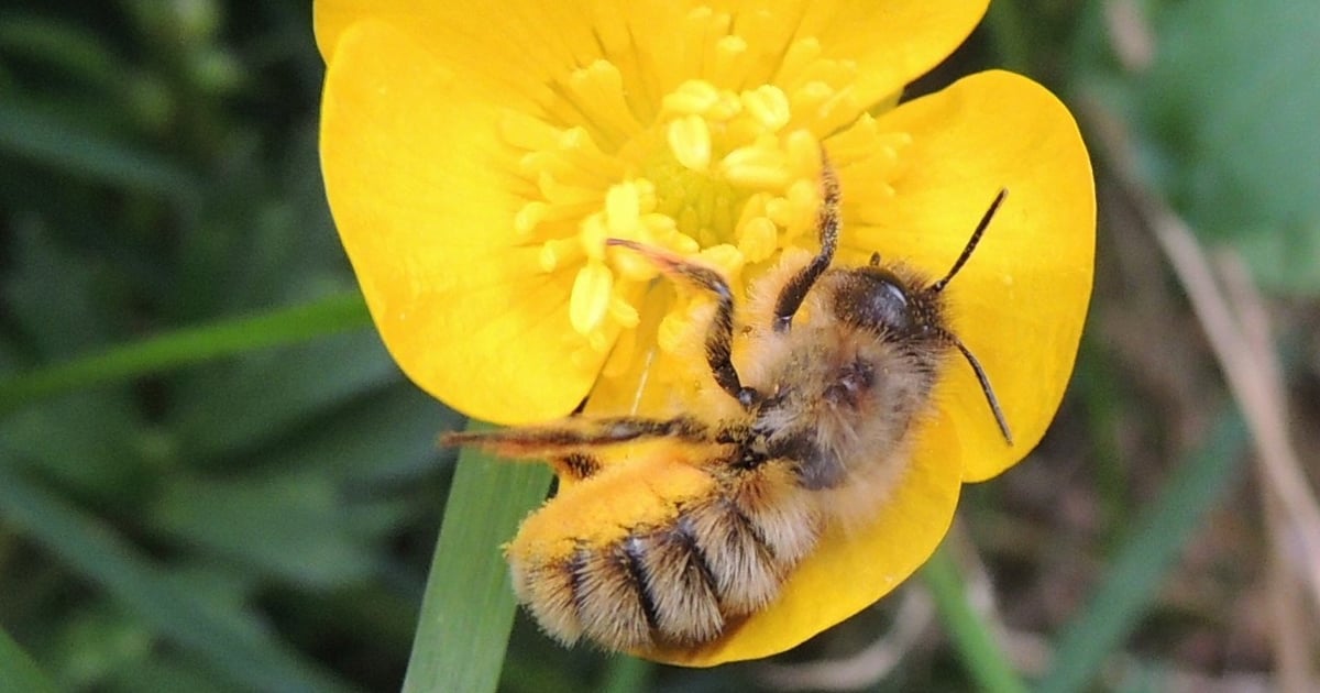 Murarki ogrodowe mają hotel w Parku Tysiąclecia. Zaproś je do siebie!