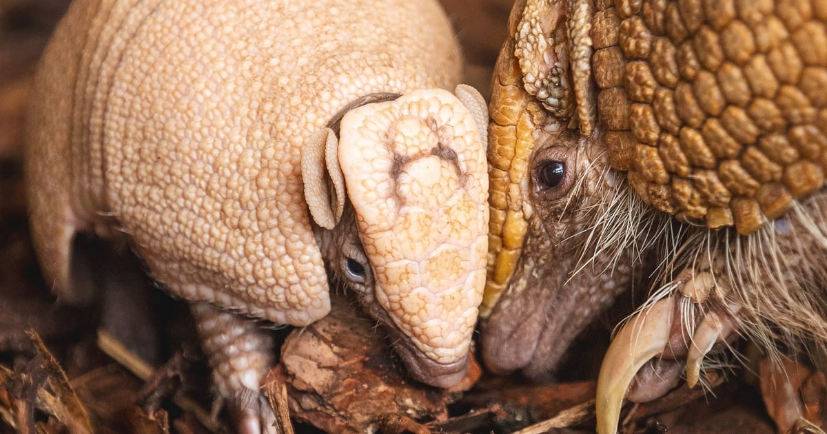 Ami? Ptyś? Chandler? A może Heden? Wybierz imię dla małego pancernika