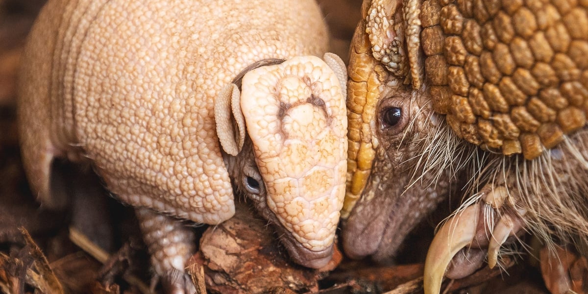 Słodki pancernik ma już imię! WYgrała jedna z czterech propozycji