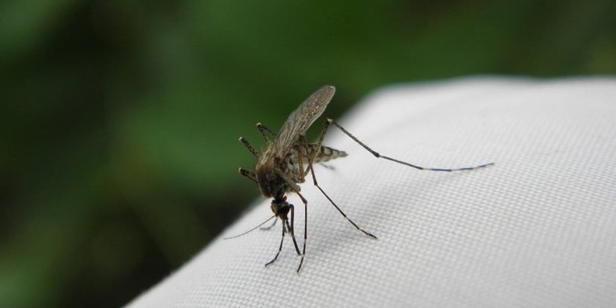 Komar nie siada. Jak Wrocław walczy z komarami i co mają do tego karasie?