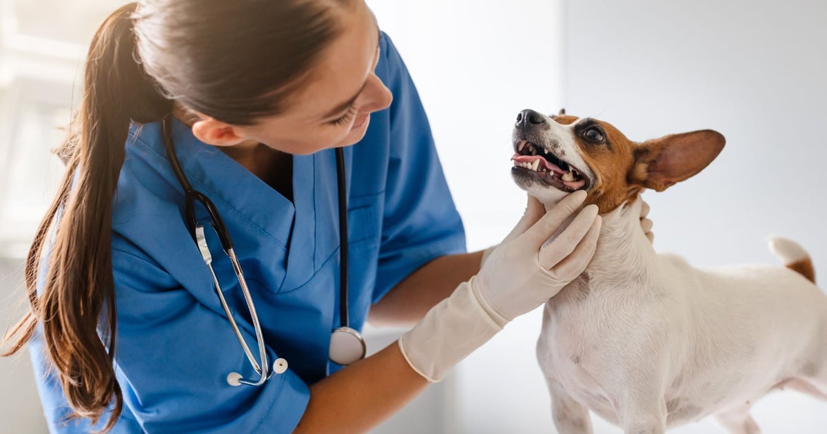 We Wrocławiu powstanie SOR dla zwierząt. Ma przyjmować pacjentów całodobowo!