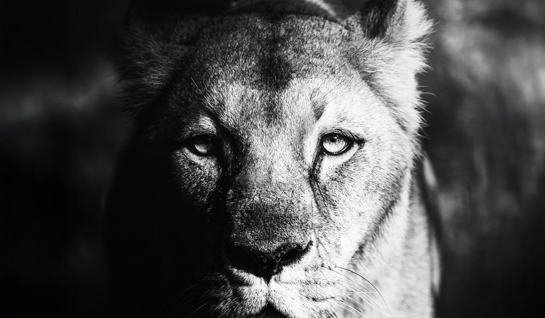 Będziemy o niej pamiętać. Nie żyje królowa ogrodu – lwica Okavango