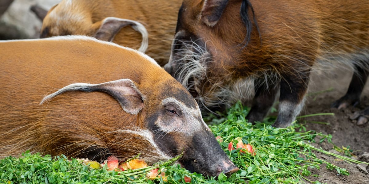 Kapibary są wybredne, a świnie rzeczne – nie. Nowe pokazowe karmienia we wrocławskim zoo | GALERIA