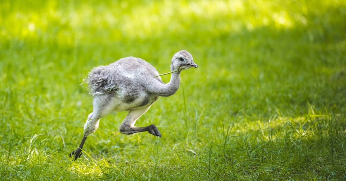 Są niewiarygodnie słodkie! Poznajcie nowych mieszkańców zoo
