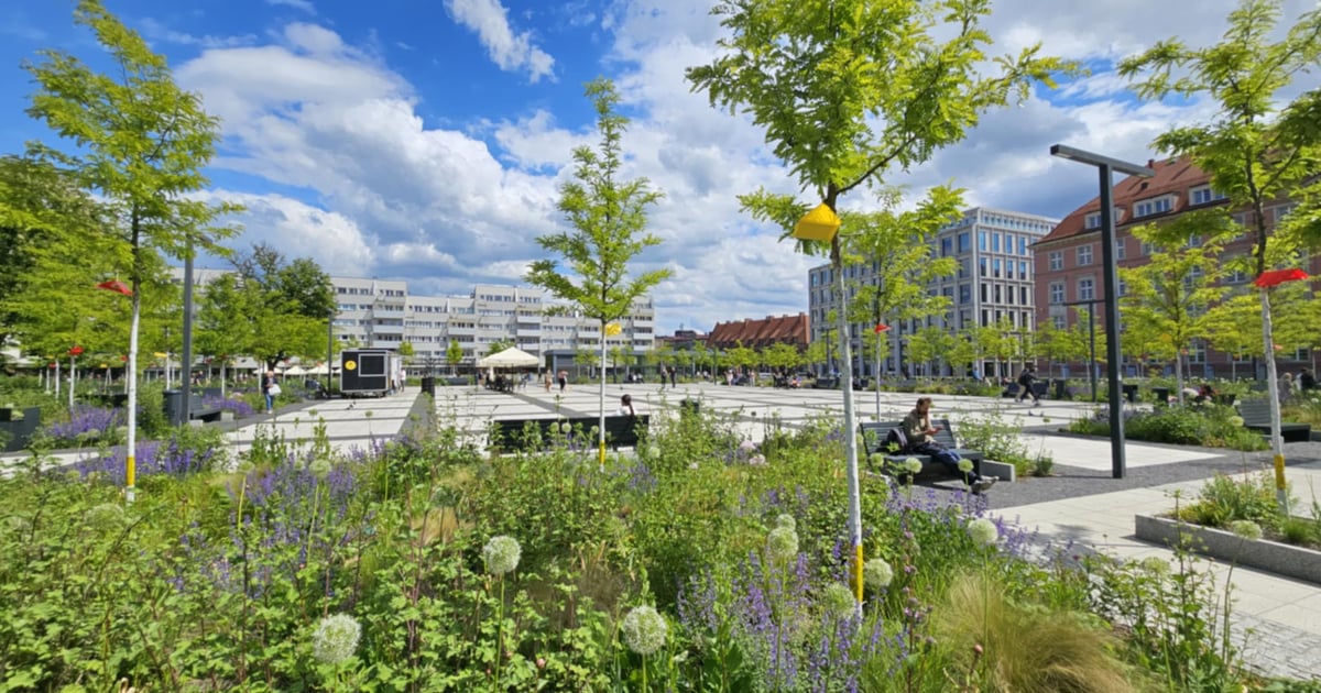 Spice Baby, Summer Beauty, Mount Everest. Plac Nowy Targ i jego rośliny | GALERIA