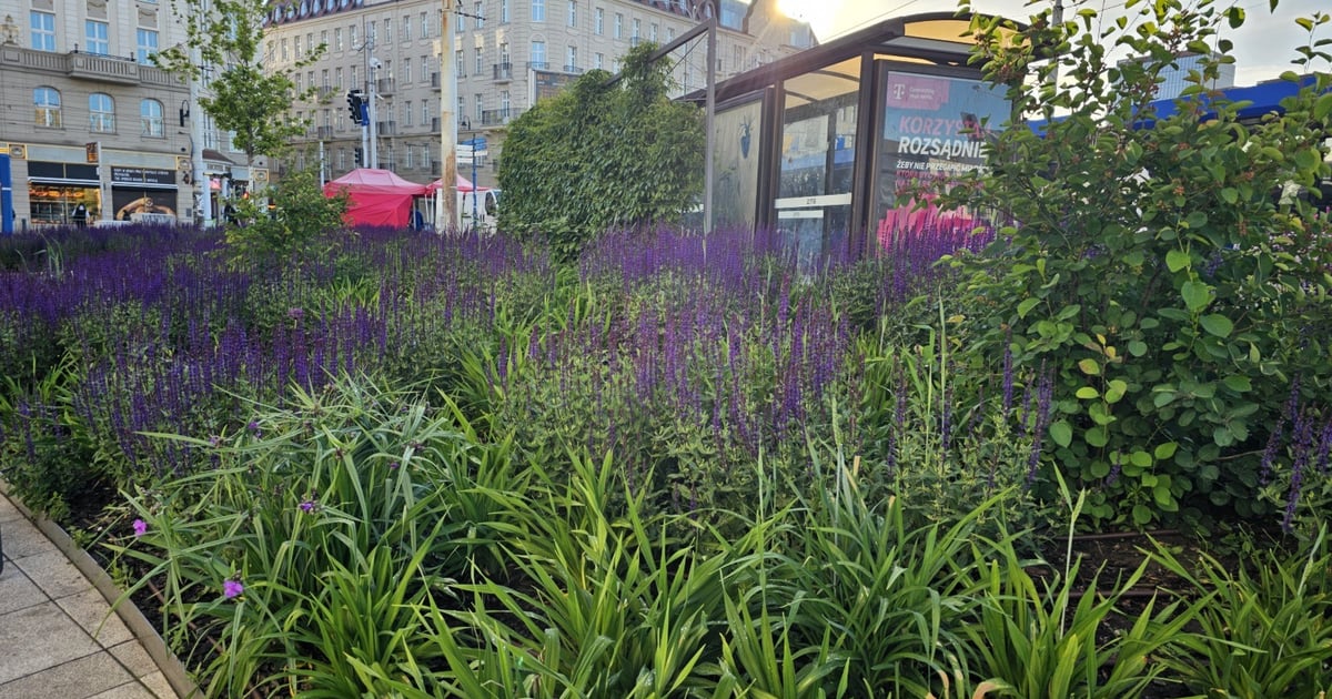 Ostatnie deszcze posłużyły zielonym przystankom. Zresztą sami zobaczcie